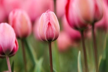 A picture from the amazing tulip fields in Netherlands during the cloudy, rainy spring day. The colorful flowers are everywhere.  The pink tulip is in detail among the others. 