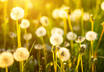 The dandelion spring field - 153582417