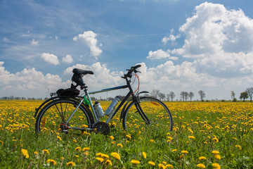 Naklejka premium Yellow rape field