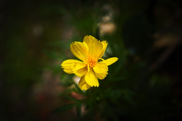 Close Up Beautiful Yellow Flower 