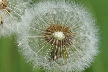 Dandelion fades in the spring and its seeds are carried by the wind