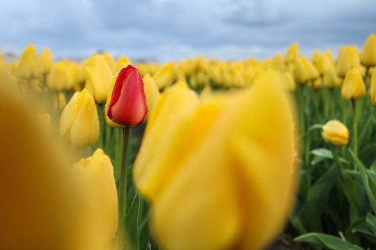 A picture from the amazing tulip fields in Netherlands during the cloudy, rainy spring day. The colorful flowers are everywhere.  The single red tulip with raindrops on it is among the yellow ones. 