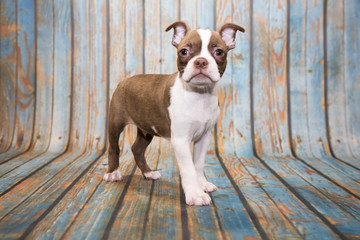 Boston Terrier on blue wooden background