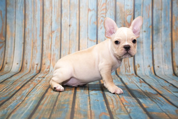 French Bulldog on blue wooden background