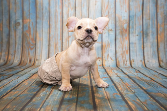 French Bulldog on blue wooden background