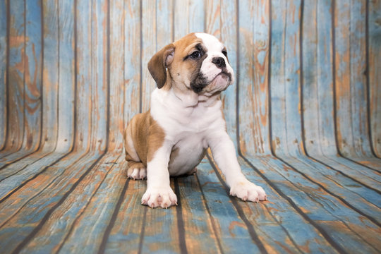 English Bulldog on blue wooden background