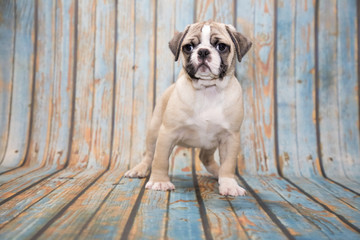 English Bulldog on blue wooden background