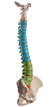 Anatomy, spine model