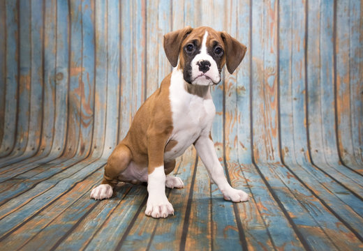 Boxer on blue wooden background