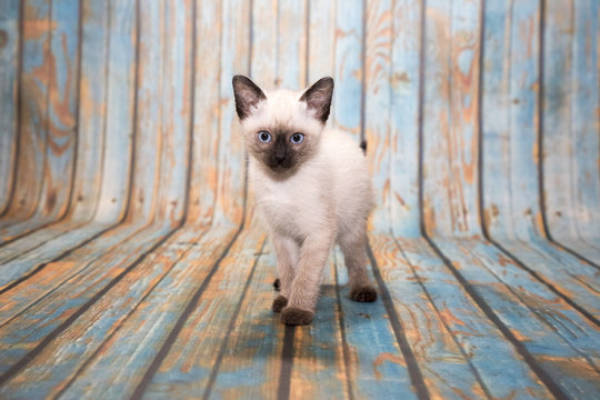 Siamese on blue wooden background