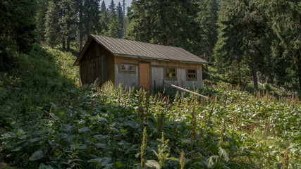 Wooden hut in forest with green plants