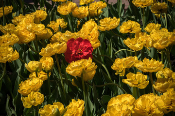 Tulips and the red one