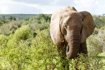 Elephant eating away on the spekboom