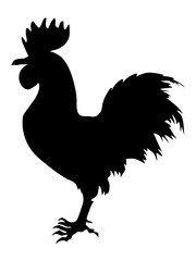 rooster