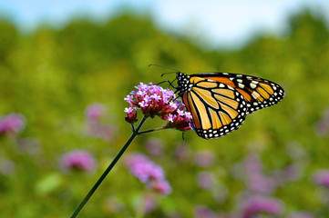 Monarch butterfly