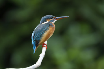 Common kingfisher 