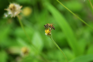 abeja produciendo polen