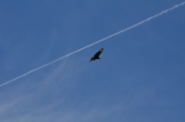 A través de la linea