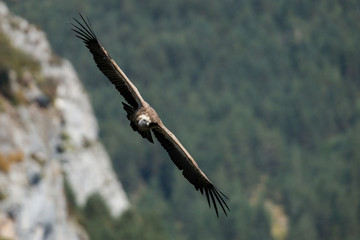 vautour fauve 