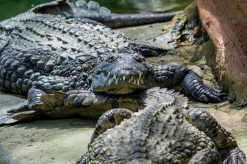 Crocodile.