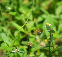 abeja volando