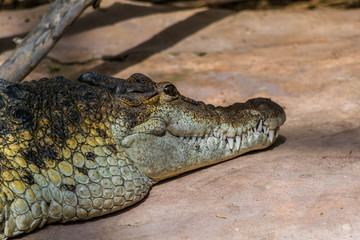 Crocodile.