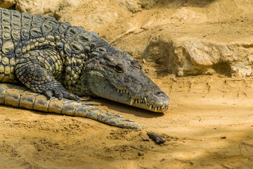 Fototapeta premium Crocodile.