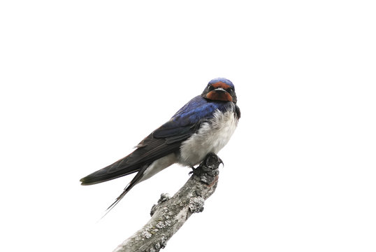 Bird Barn Swallow Sitting On A Branch On White Isolated Background