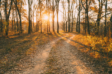 Countryside Road Path Walkway Through Autumn Forest. Sunset, Sun