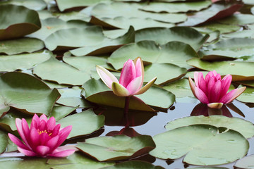 Рink flowers of water lilies and green round leaves of lilies
