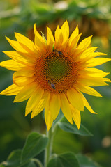 yellow sunflower field with a bee that pollinates the flower