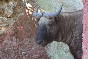 Bull