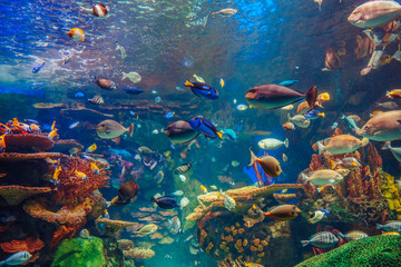 Groupe de bancs de nombreux poissons tropicaux jaunes rouges dans l& 39 eau bleue avec récif de corail, monde sous-marin coloré, espace pour texte, fond d& 39 écran