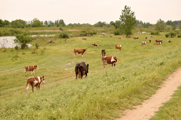 Naklejka na ściany i meble cows on meadow