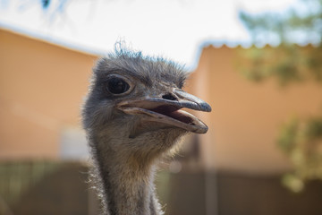 Ostrich