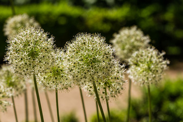 Allium Mont Blanc cultivated in a garden