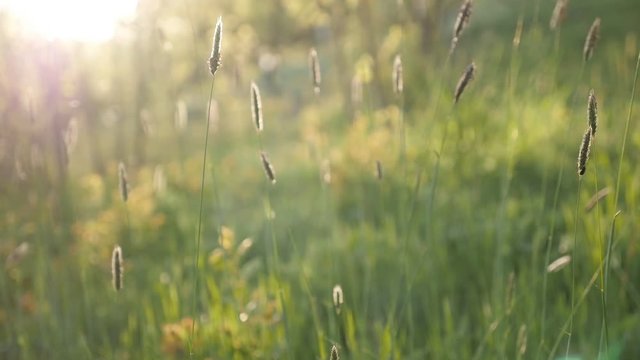 Decorative plants waving in slow motion 1920X1080 HD footage - Fields of grass on the windy day slow-mo 1080p FullHD video