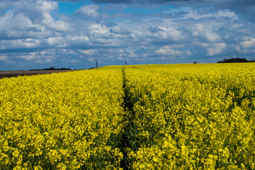 Obraz premium Landscape Rape field