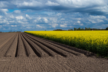 Landscape Rape field