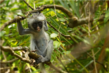 Young red colobus monkey in Jozani forest national park, Zanzibar, Tanzania