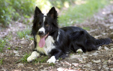Portrait of a puppy of border collie in the woods