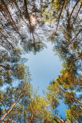 Canopy Of Pines Trees. Upper Branches Of Woods In Coniferous For