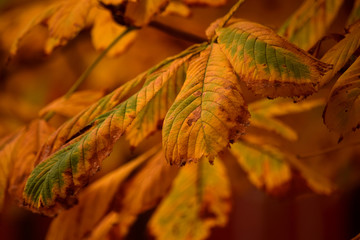 chestnut leaves in autumn