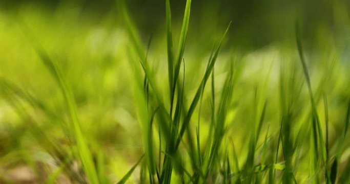 Fili d'erba in primavera mossi dal vento