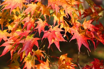Momiji autumn