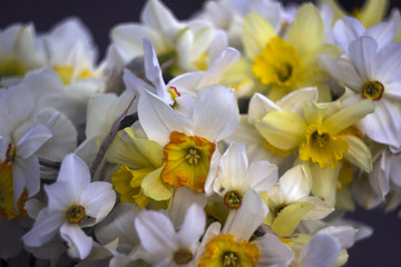 Fototapeta na wymiar Different types of daffodils in the bouquet, background. Many-flowered, white and yellow daffodils