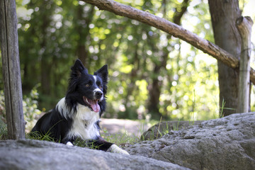 A Portrait of a puppy of border collie in the woods