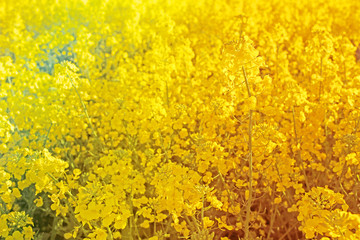 Bright yellow rapeseed field  background