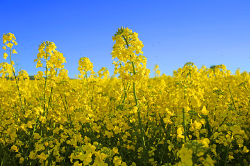 Obraz premium Bright yellow rapeseed field and blue sky background