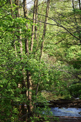 Fototapeta premium Road in the woods